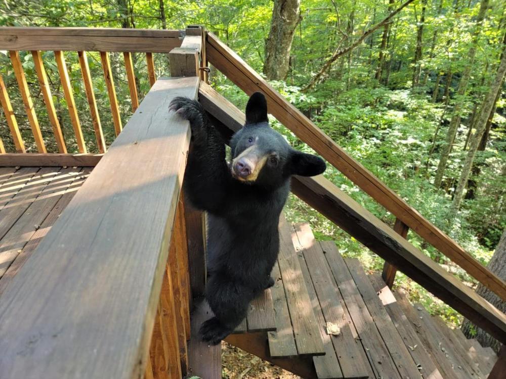 Very Private, Real Log Cabin With Hot Tub! Sevierville Ngoại thất bức ảnh